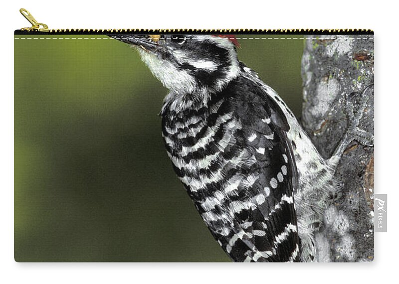 Animal Zip Pouch featuring the photograph Nuttalls Woodpecker by Richard Hansen