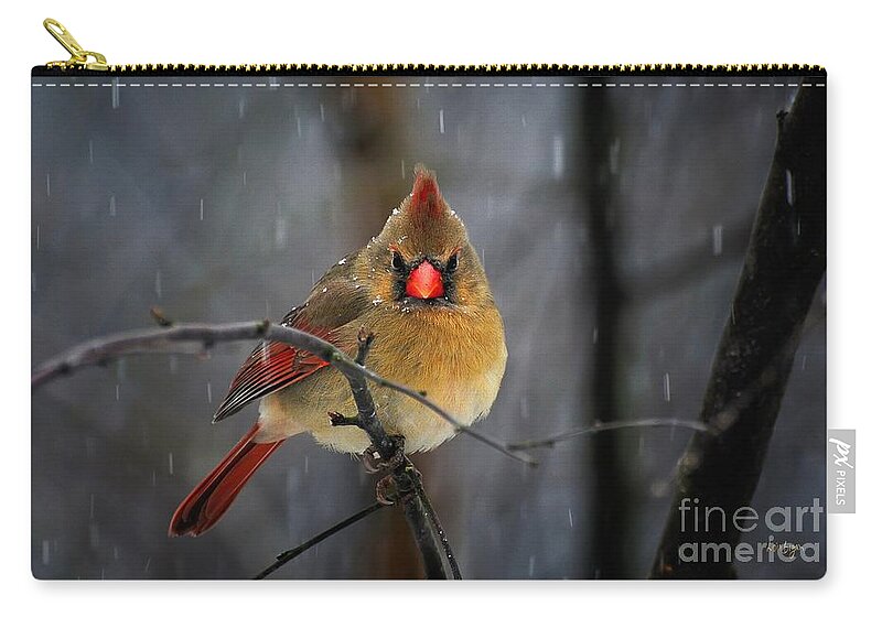 Cardinal Zip Pouch featuring the photograph Oh No Not Again by Lois Bryan