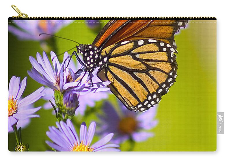 Butterfly Zip Pouch featuring the photograph Old Butterfly On Aster Flower by Richard J Thompson