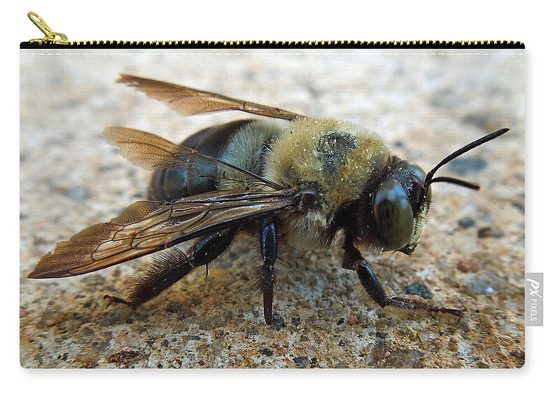 Macro Zip Pouch featuring the photograph Old Carpenter Bee by Pete Trenholm