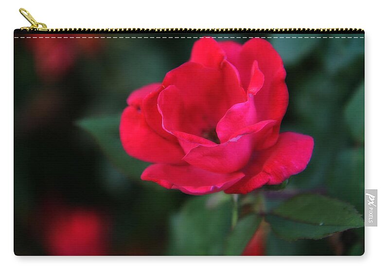 Rose Zip Pouch featuring the photograph Old Fashioned Rose by Denise Beverly