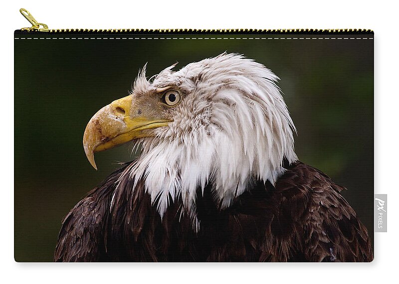 Eagle Zip Pouch featuring the photograph Old Warrior by Brent L Ander
