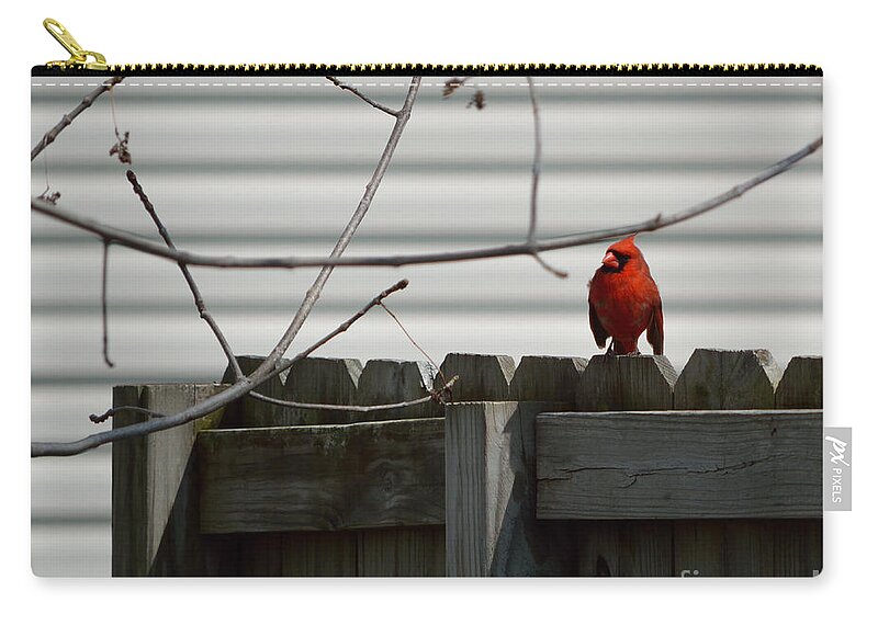 Cardinal Zip Pouch featuring the photograph On The Fence by Alys Caviness-Gober
