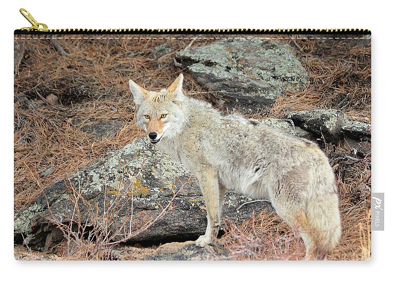 Coyote Zip Pouch featuring the photograph On The Prowl by Shane Bechler