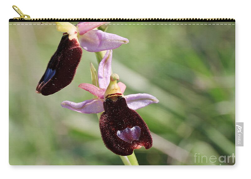 Beautiful Zip Pouch featuring the photograph Ophrys Bertolonii by Antonio Scarpi
