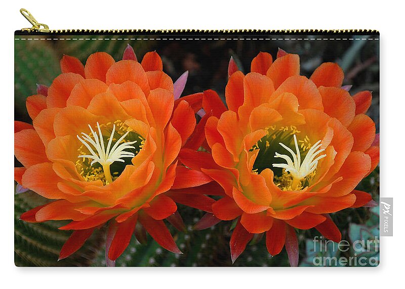 Orange Zip Pouch featuring the photograph Orange Cactus Flowers by Nancy Mueller