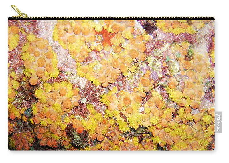 Ocean Carry-all Pouch featuring the photograph Orange Cups by Lynne Browne