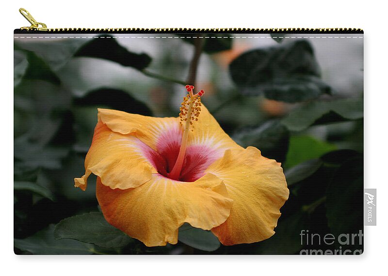 Hibiscus Zip Pouch featuring the photograph Orange Hibiscus by Living Color Photography Lorraine Lynch