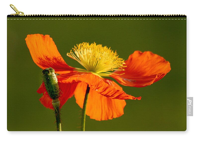 Orange Iceland Poppy Zip Pouch featuring the photograph Orange Iceland Poppy by Art Block Collections