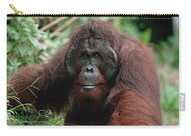 Feb0514 Zip Pouch featuring the photograph Orangutan Old Male Borneo by Konrad Wothe