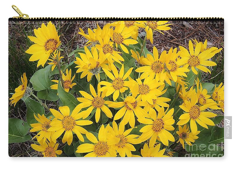 Arrowleaf Balsamroot Zip Pouch featuring the photograph Oregon Sunflower by Michele Penner