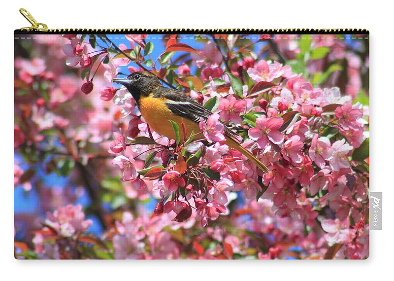 Nature Zip Pouch featuring the photograph Oriole in Apple Tree by John Burk