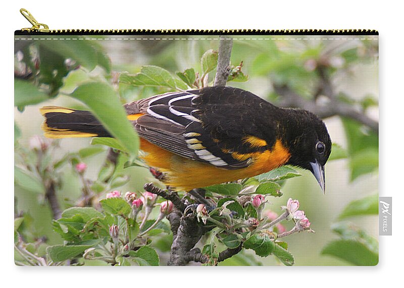 Wildlife Zip Pouch featuring the photograph Oriole with Apple Blossoms by William Selander
