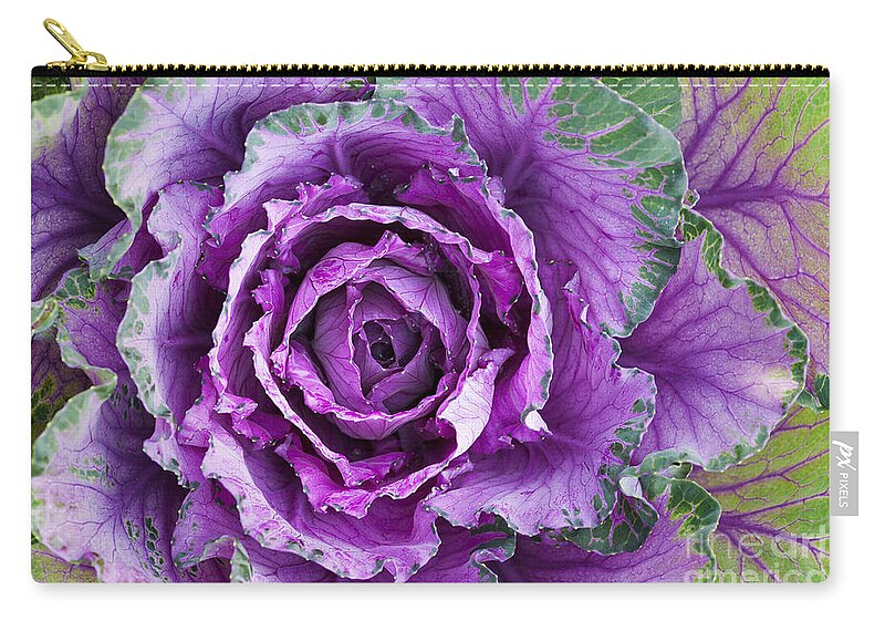 Brassica Oleracea Zip Pouch featuring the photograph Ornamental Cabbage by Tim Gainey