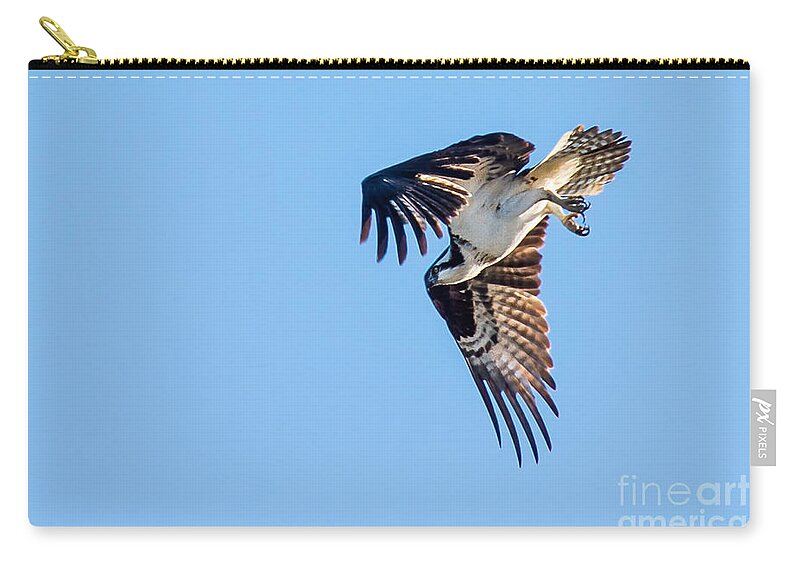 Osprey Zip Pouch featuring the photograph Osprey Diving by Robert Bales
