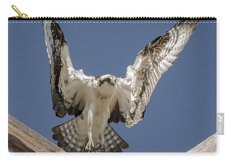 Osprey Zip Pouch featuring the photograph Osprey Landing by Dale Powell