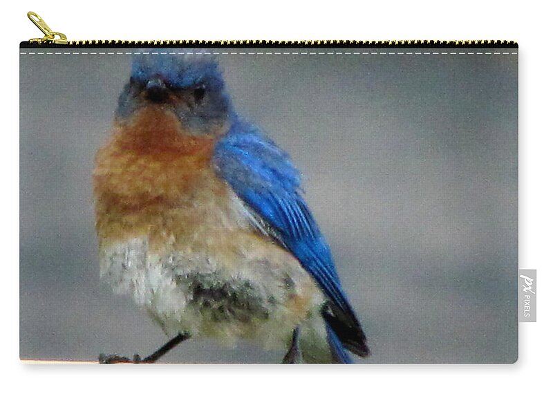 Young Bluebird Zip Pouch featuring the photograph Our Own Mad Bluebird by Betty Pieper