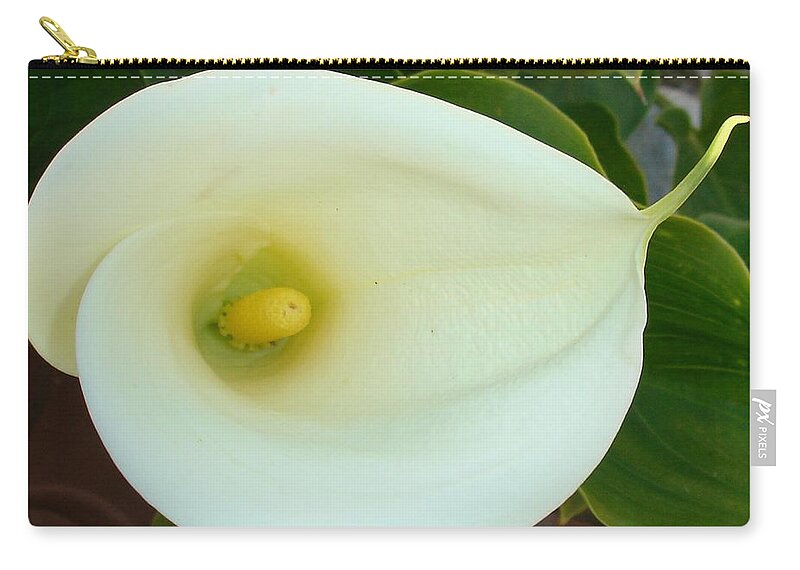 Calla Zip Pouch featuring the photograph Overhead Shot Of A Heart Shaped Cream Calla Lily by Taiche Acrylic Art