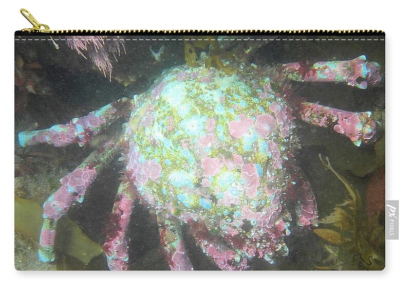 Channel Islands Zip Pouch featuring the photograph Pacific Painted Crab by Adam Jewell
