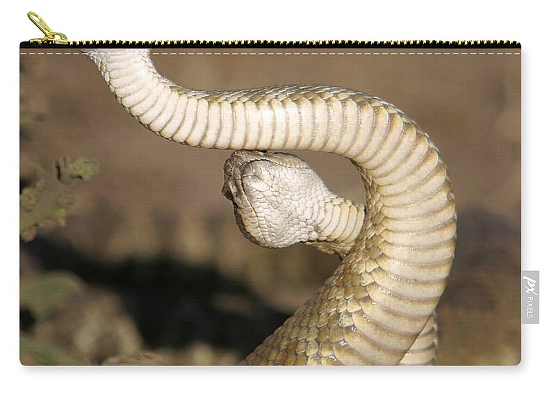 Animal Zip Pouch featuring the photograph Pacific Rattlesnakes by Richard Hansen