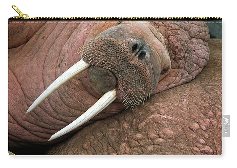 00344073 Carry-all Pouch featuring the photograph Bull Walrus on Round Island by Yva Momatiuk and John Eastcott