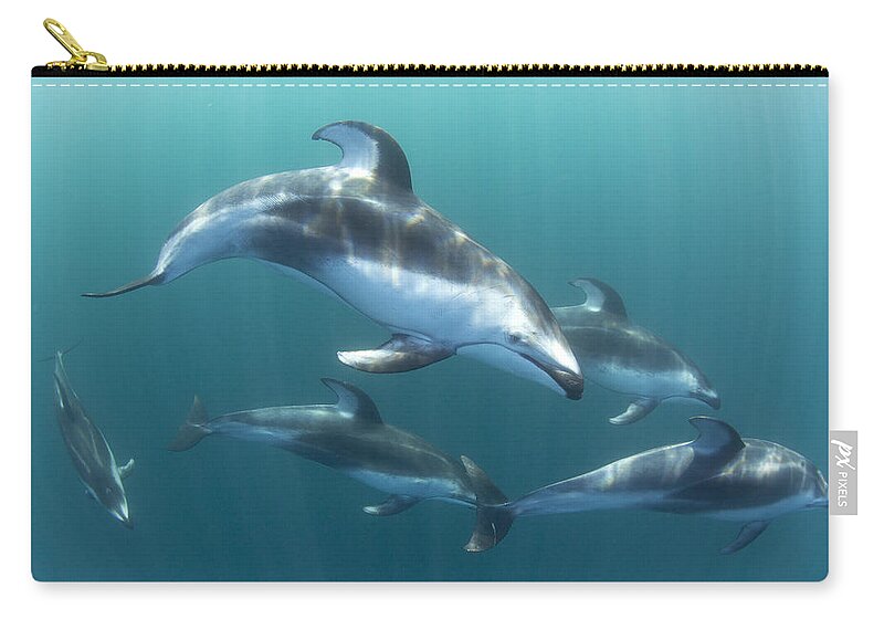 534184 Zip Pouch featuring the photograph Pacific White-sided Dolphin Pod At Nine by Richard Herrmann