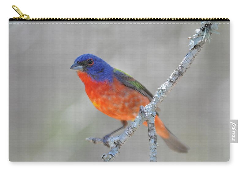 Bunting Zip Pouch featuring the photograph Painted Bunting by Frank Madia