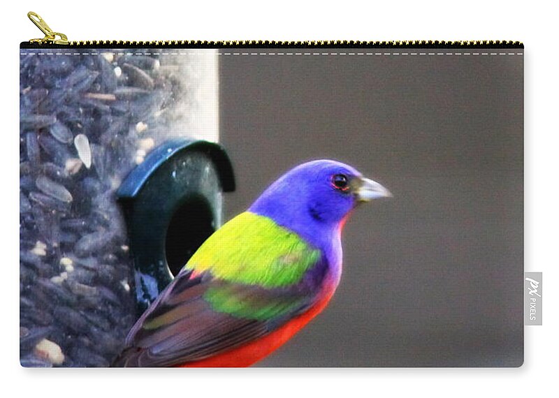 Bird Zip Pouch featuring the photograph Painted Bunting - IMG 9757-002 by Travis Truelove
