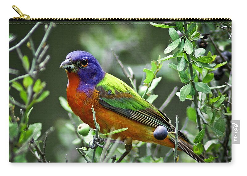 Animal Zip Pouch featuring the photograph Painted Bunting by Robert Frederick