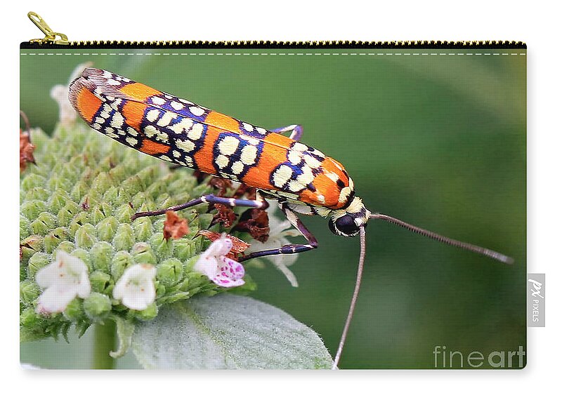 Bugs Zip Pouch featuring the photograph Painted Lady by Geoff Crego