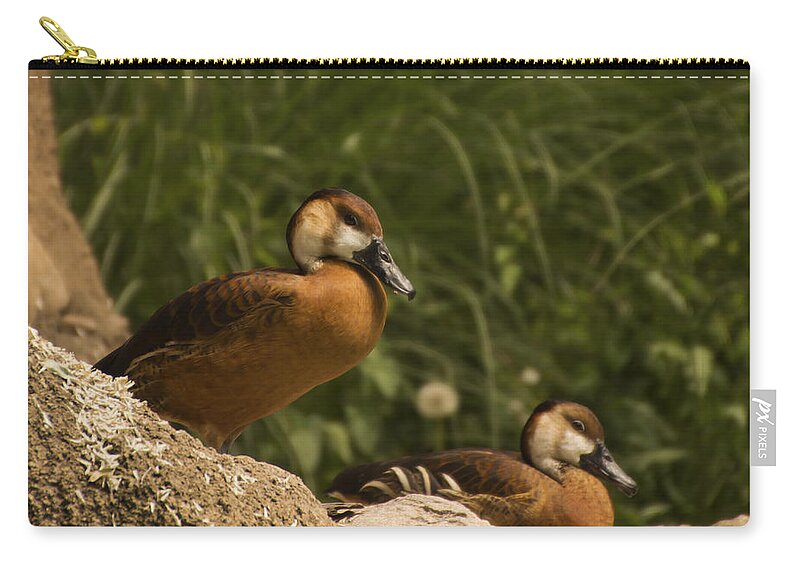 Duck Zip Pouch featuring the photograph Pair of Ducks by Tracy Winter