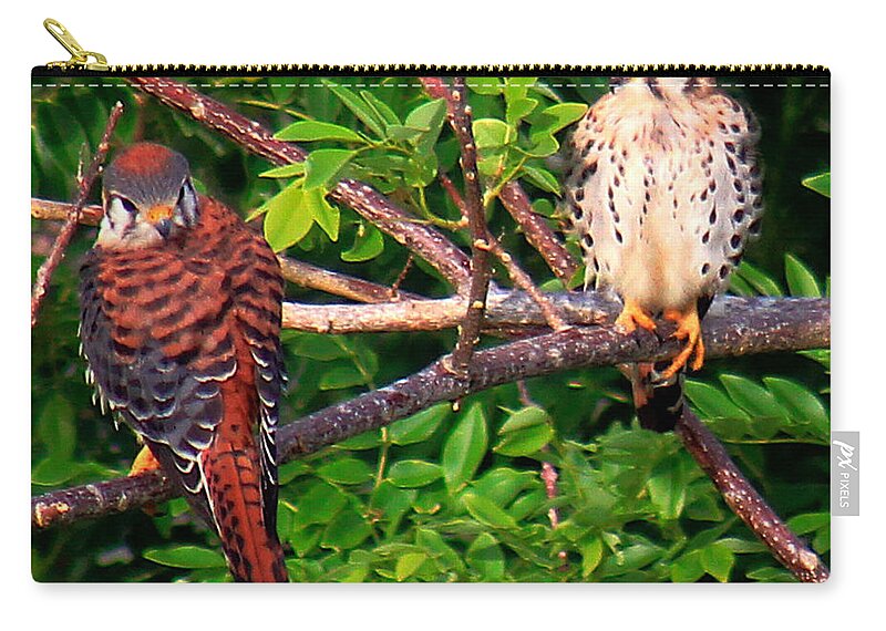 Falcons Zip Pouch featuring the photograph Caribbean Falcons by Alice Terrill