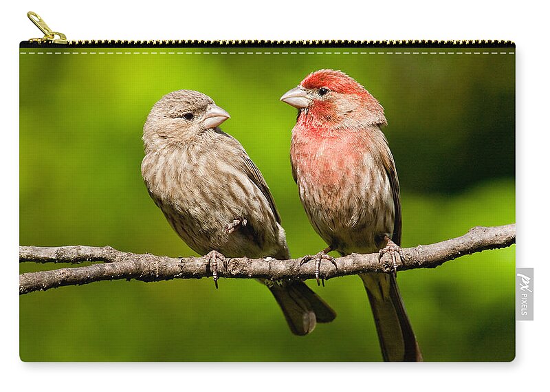 Affectionate Zip Pouch featuring the photograph Pair of House Finches in a Tree by Jeff Goulden