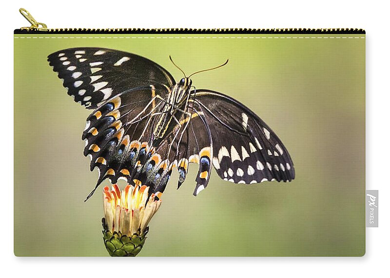 Butterfly Zip Pouch featuring the photograph Palamedes Swallowtail Butterfly Belly by Jo Ann Tomaselli