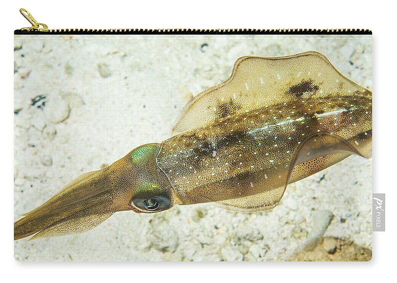 Grand Cayman Zip Pouch featuring the photograph Pale Squid by Jean Noren
