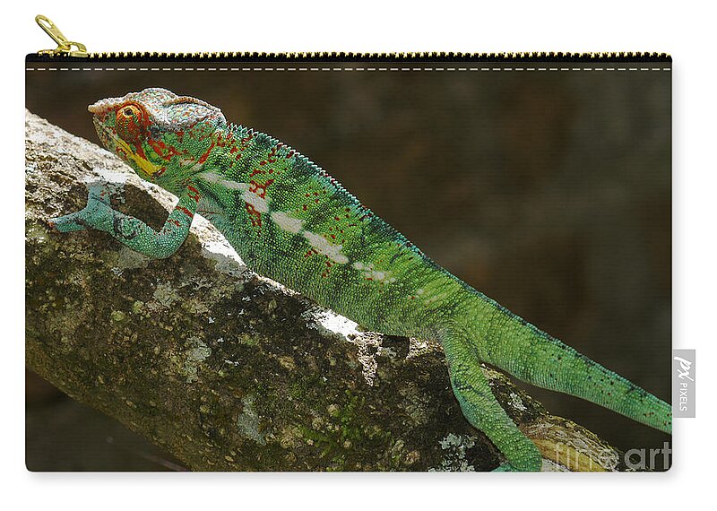 Nature Zip Pouch featuring the photograph panther chameleon from Madagascar 5 by Rudi Prott