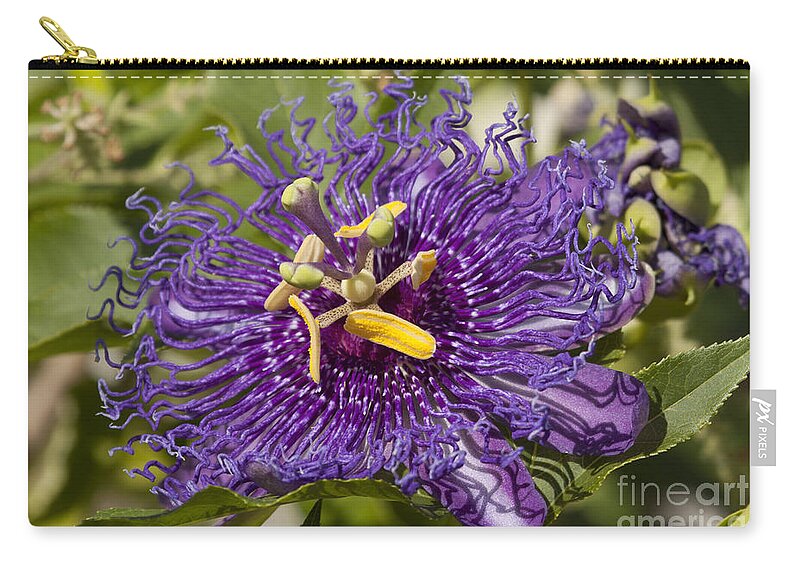 Passion Flower Zip Pouch featuring the photograph Passion Flower by Meg Rousher
