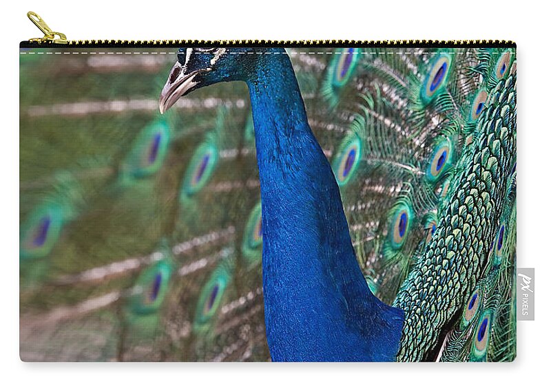 Peacock Zip Pouch featuring the photograph Peacock Display by Susan Candelario
