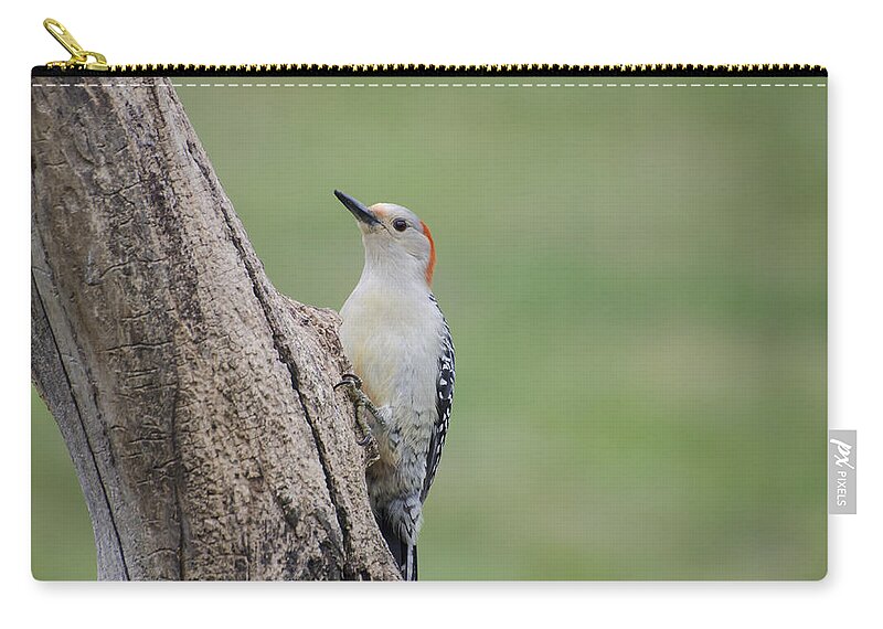 Woodpecker Zip Pouch featuring the photograph Pecker by Heather Applegate
