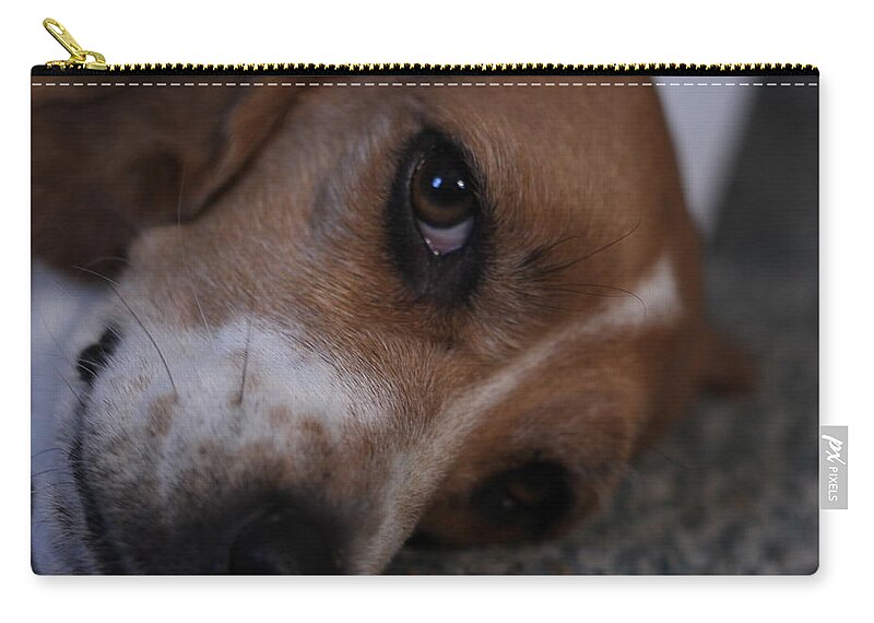 Beagle Carry-all Pouch featuring the photograph Penny the Beagle Dog by Valerie Collins
