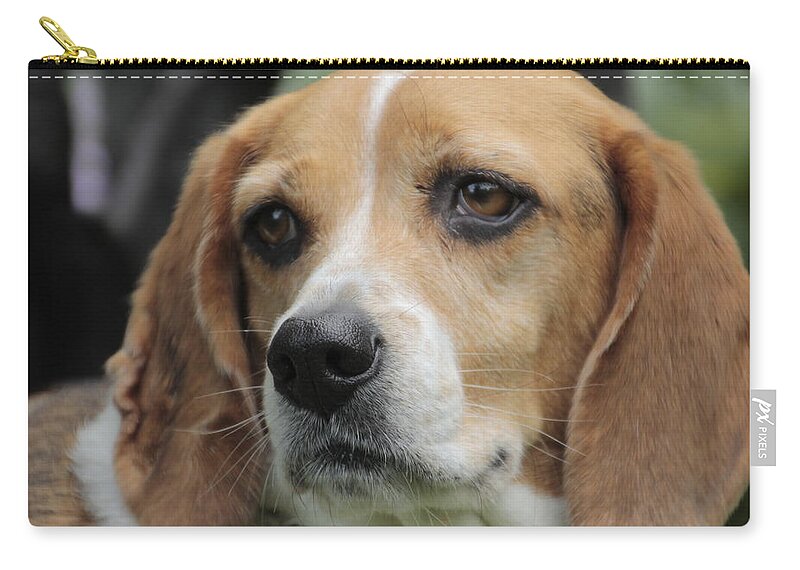 Beagle Carry-all Pouch featuring the photograph The Beagle named Penny by Valerie Collins