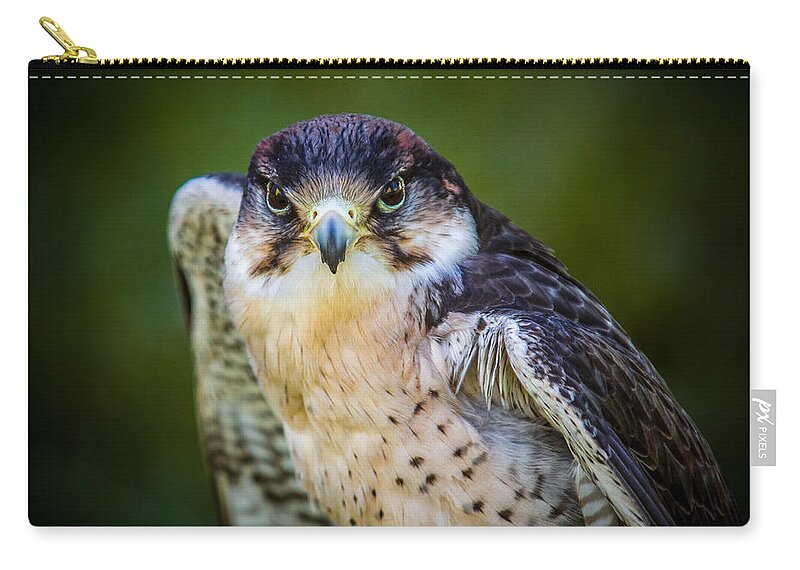 Bars Zip Pouch featuring the photograph Peregrine Falcon by Mark Llewellyn
