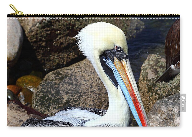 Pelican Zip Pouch featuring the photograph Peruvian Pelican by James Brunker