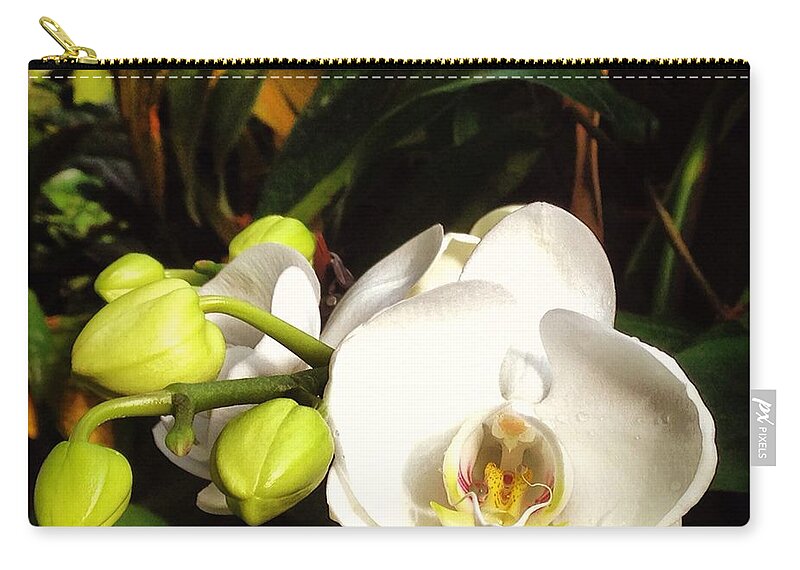 Orchid Zip Pouch featuring the photograph Phalaenopsis by Angela Rath