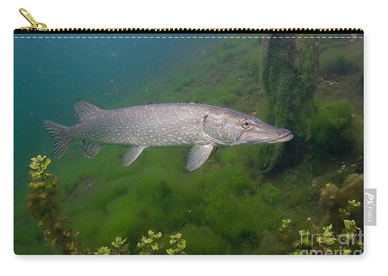 Northern Pike Zip Pouch featuring the photograph Pike In Lake by Wolfgang Herath