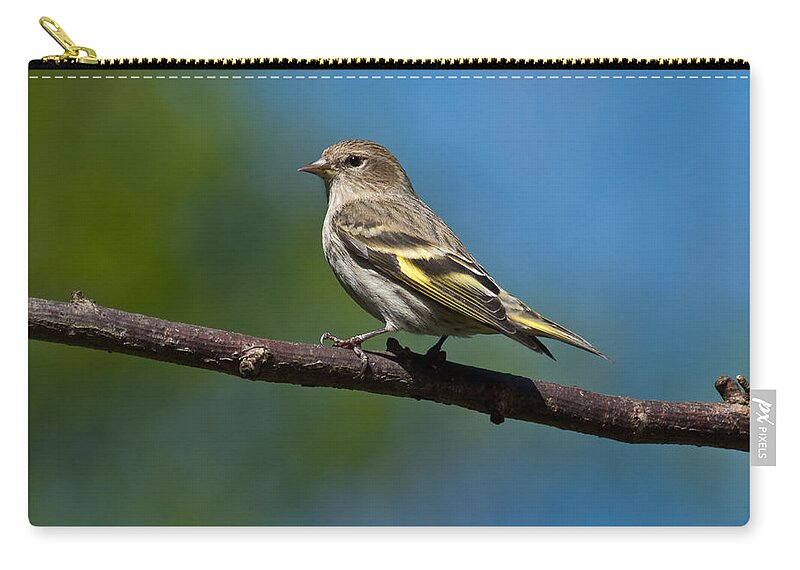 Animal Zip Pouch featuring the photograph Pine Siskin Perched on a Branch by Jeff Goulden