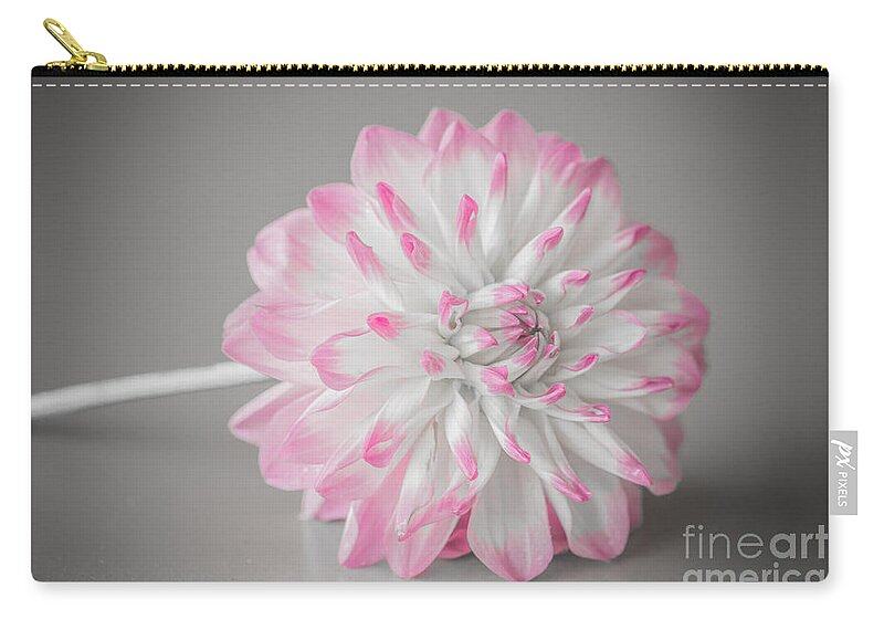 Flower Carry-all Pouch featuring the photograph Pink Dahlia by Amanda Mohler