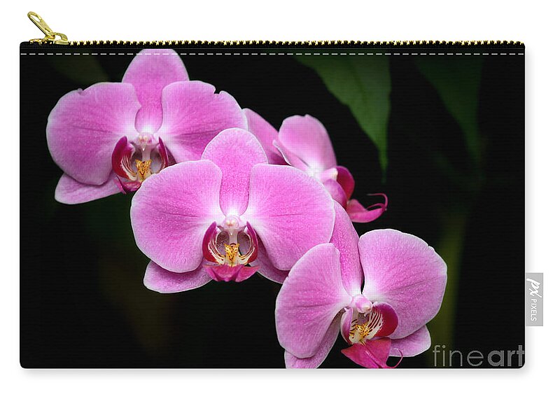 Amazing Zip Pouch featuring the photograph Pink Orchids in a Row by Sabrina L Ryan
