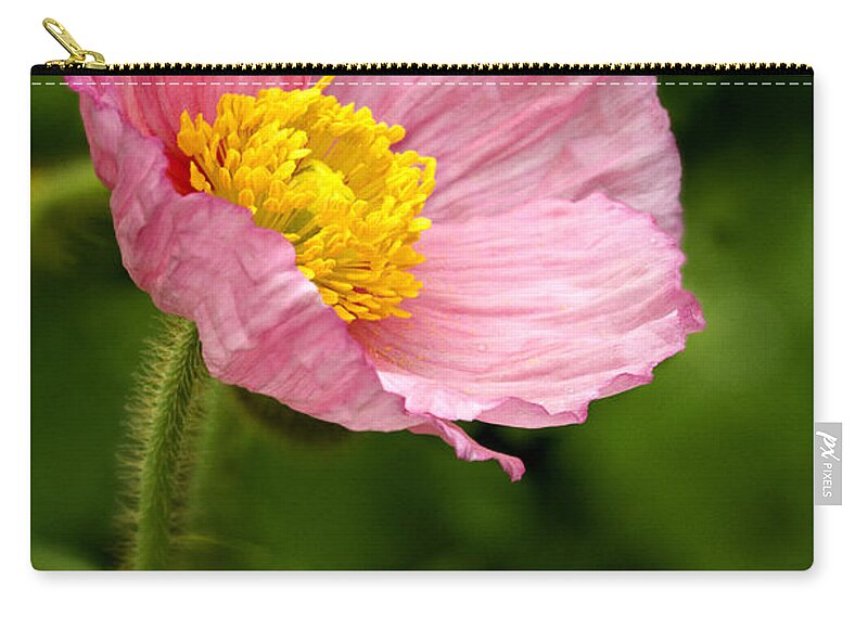 Poppy Zip Pouch featuring the photograph Pink Poppy by Carrie Cranwill