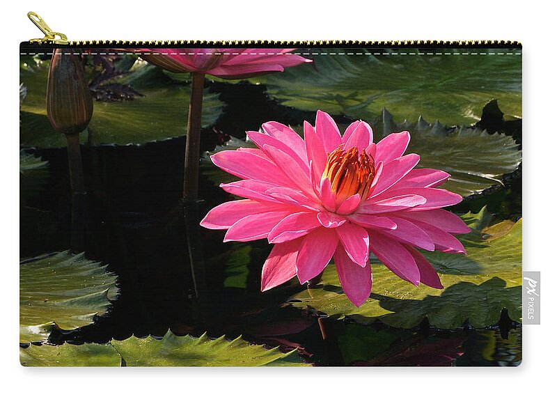 Pink Tropical Water Lilies Zip Pouch featuring the photograph Pink Tropical Water Lilies by Byron Varvarigos